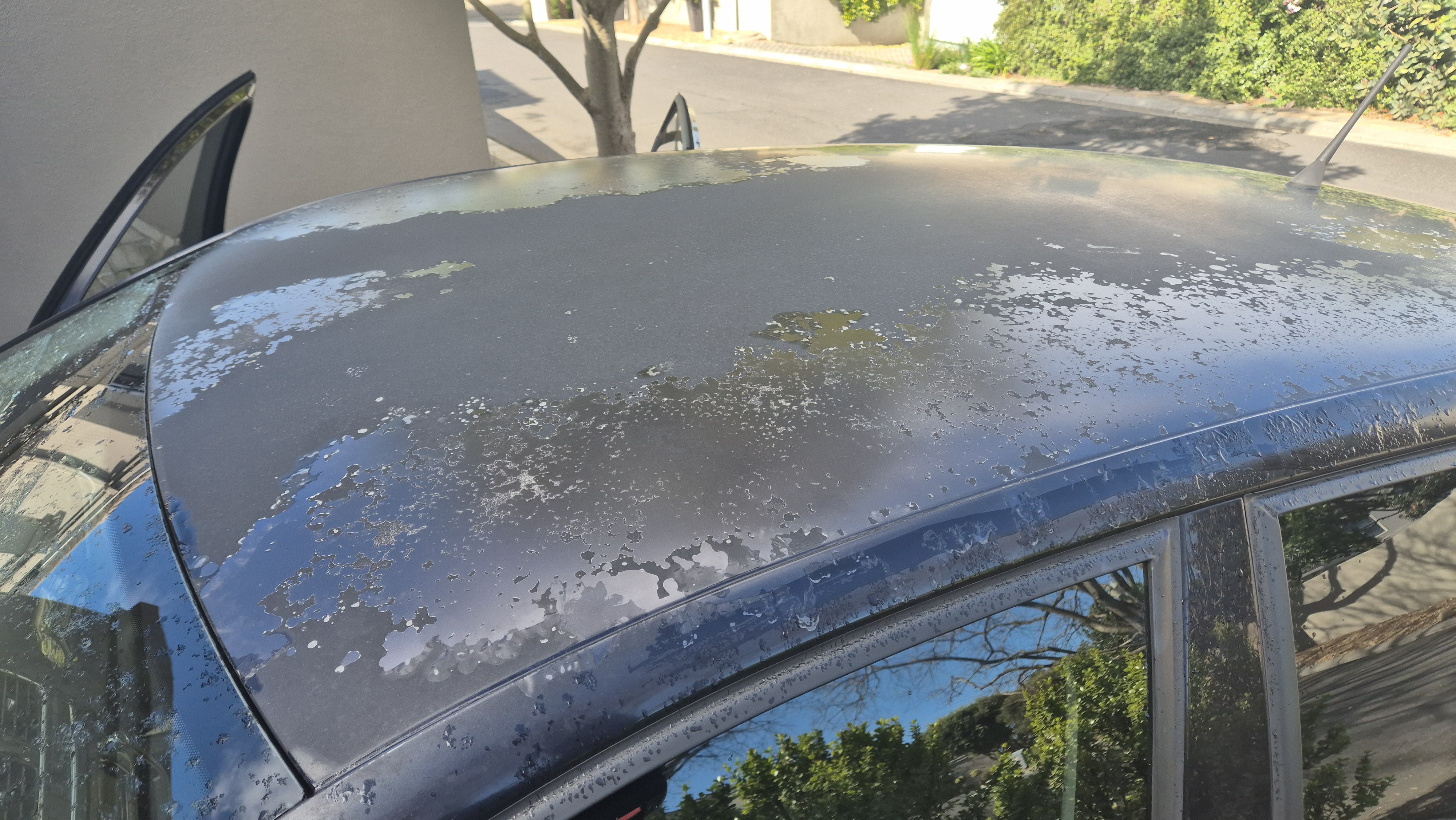 Polo Before